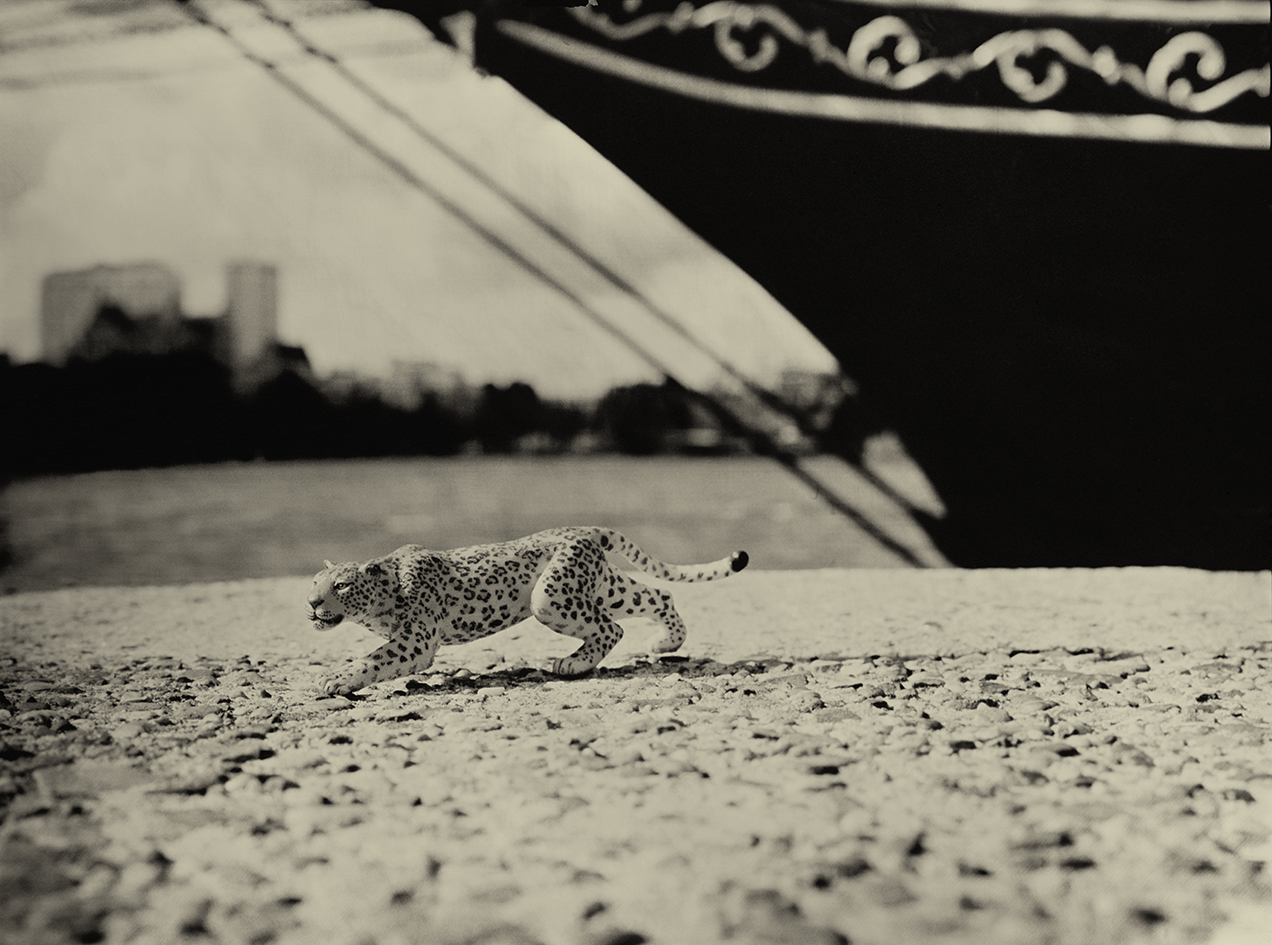 Leopard Rotterdam Holland